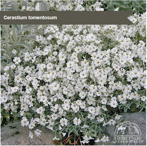 Cerastium tomentosum