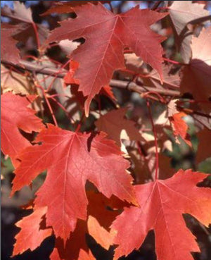 Acer x freemanii 'Autumn Fantasy®'