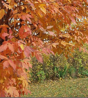 Acer triflorum