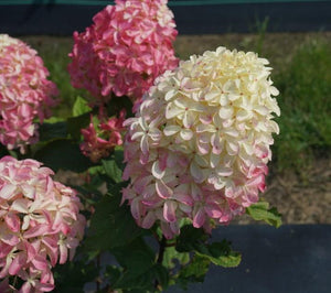 Hydrangea paniculata 'Quick Fire Fab®' - Tree form