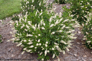 Clethra alnifolia Vanilla Spice®