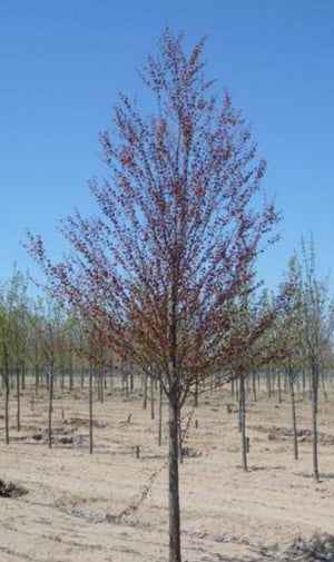 Cercidiphyllum japonicum