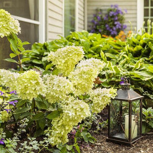 Hydrangea paniculata 'Little Lime®' - Tree form