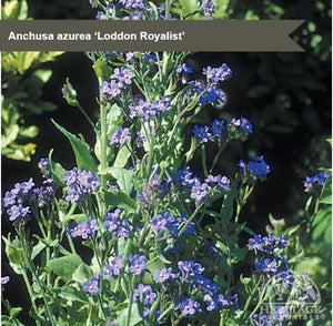 Anchusa 'Loddon Royalist'