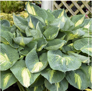 Hosta Shadowland® 'Hudson Bay'