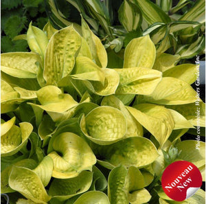 Hosta 'Maui Buttercups'