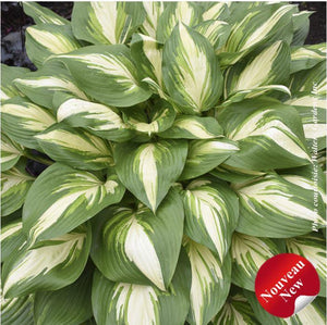 Hosta Shadowland® 'Miss America'