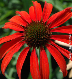 Echinacea 'Tomato Soup'