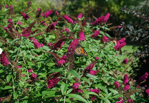 Buddleia 'Miss Molly'