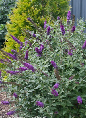 Buddleia 'Miss Violet'
