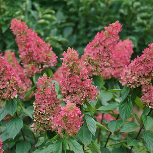 Hydrangea paniculata 'Pinky Winky Prime®'