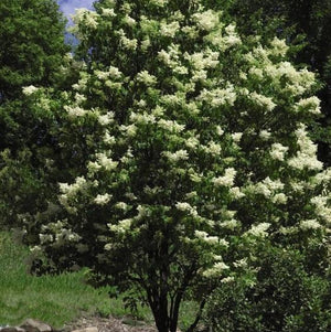 Syringa reticulata 'Ivory Silk'