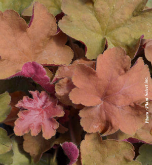 Heuchera 'Caramel'