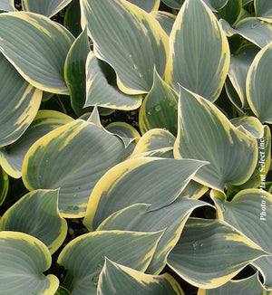 Hosta 'First Frost'