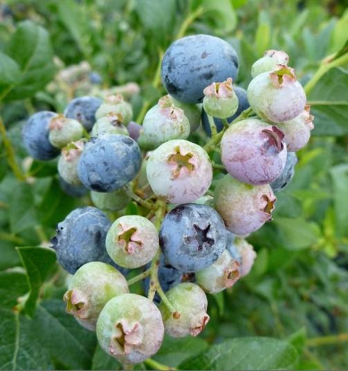 Blueberry Bluecrop - Organic