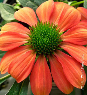 Echinacea Sombrero Poco™ Hot Coral