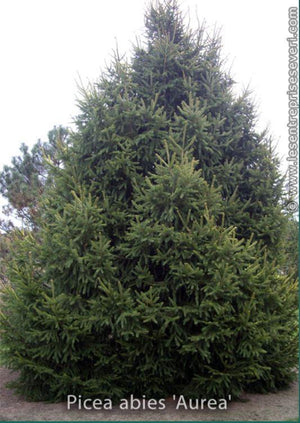 Picea abies 'Aurea'