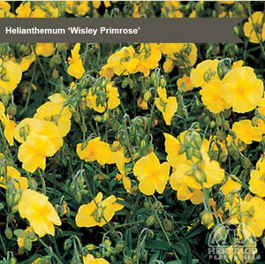 Helianthemum 'Wisley Primrose'