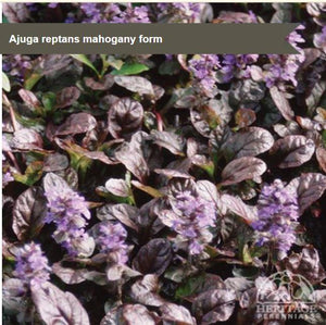 Ajuga 'Mahogany Form'