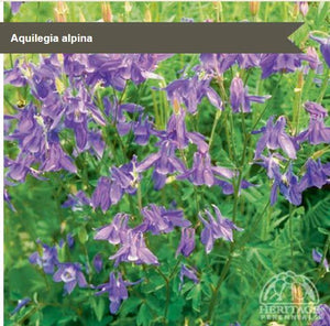 Aquilegia alpina