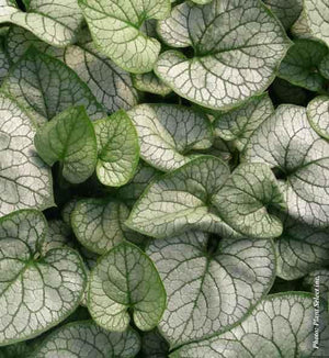 Brunnera 'Jack Frost'