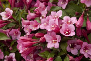 Weigela 'Minuet' | Beyond the House