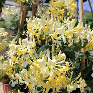 Honeysuckle 'Scentsation'