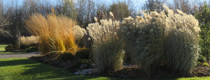 Preparing your garden for winter