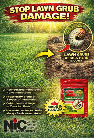 Battling Japanese Beetles and Grubs in your Lawn
