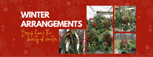   Winter arrangements at Beyond the House with evergreens, pinecones, and red berries. 