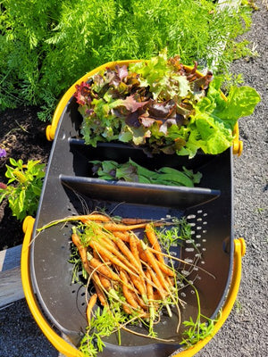 Vegetable Gardening - Let's Talk