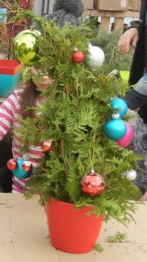 Workshop - Kids Dr. Seuss Tree