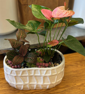 Plant Arrangement - "Tropical Bliss"