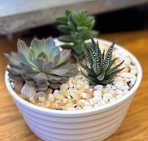 Plant Arrangement - Succulent Planter