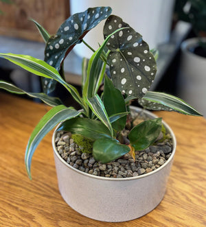 Plant Arrangement - "Tropical Bliss"