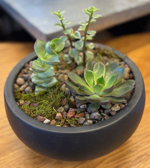 Plant Arrangement - Succulent Planter
