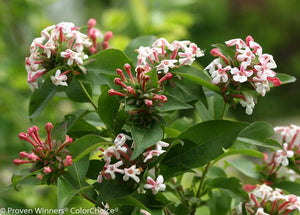 Abelia 'Sweet Emotion®'