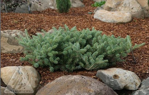 Abies koreana 'Blauer Pfiff'