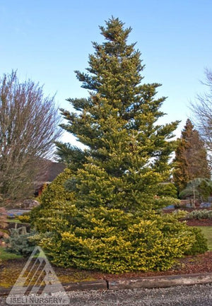 Abies koreana 'Aurea'