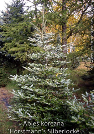 Abies koreana 'Horstmann's Silberlocke'