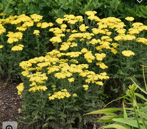 Achillea 'Firefly Sunshine'