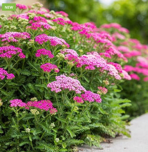 Achillea millefolium 'Milly Rock™ Rose'