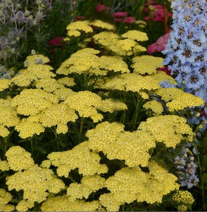 Achillea 'Sunny Seduction'