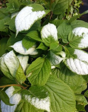 Kiwi Nordic (male) - Organic