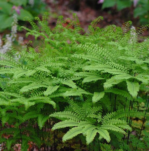 Adiantum pedatum