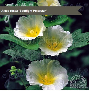 Alcea Spotlight Polarstar