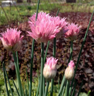 Allium 'Rising Star'