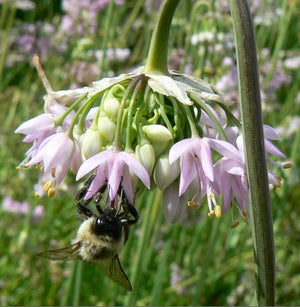 Allium cernuum