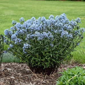 Amsonia 'Storm Cloud'