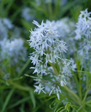 Amsonia hubrichtii